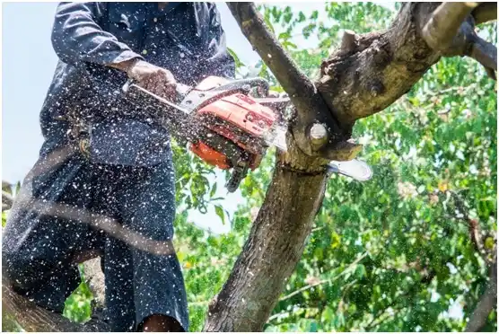 tree services Basin City